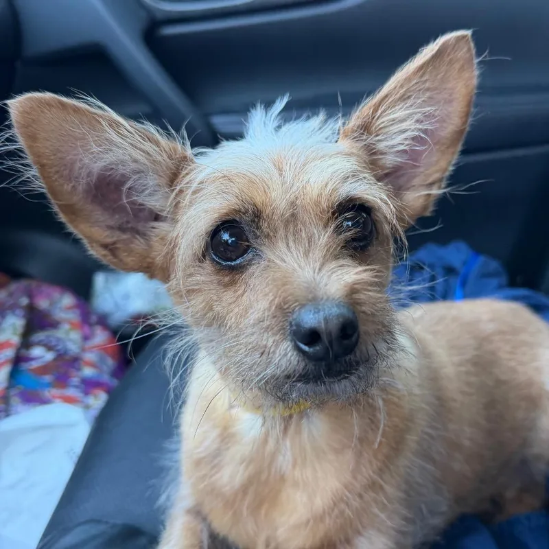 An adult small-sized female Chihuahua dog named Potato C for adoption in Oklahoma City, OK
