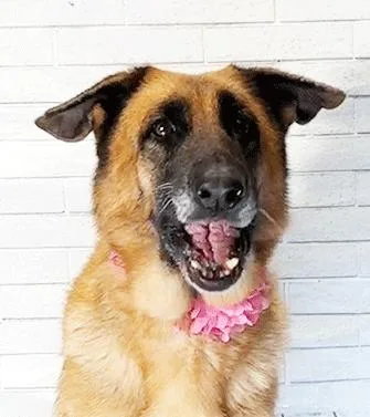 An adult medium-sized female Brown / Chocolate German Shepherd Dog dog named Emirate for adoption in Castro Valley, CA