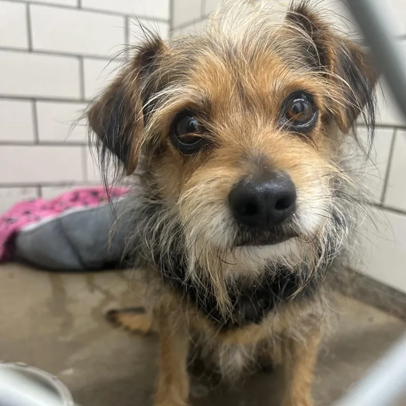 An adult small-sized male Black Mixed Breed dog named Scotty for adoption in Greenville, PA