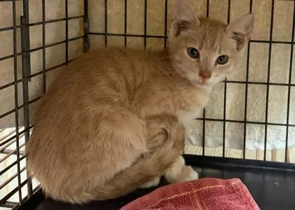 A baby small-sized male Domestic Short Hair cat named Timber for adoption in Honolulu, HI