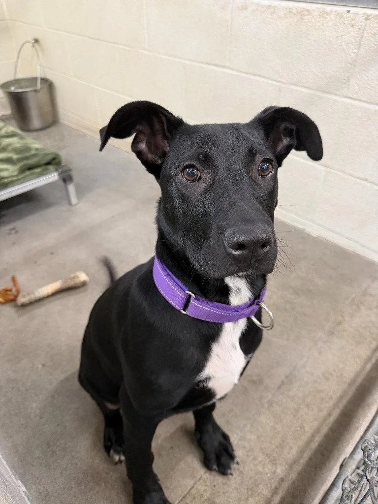 A baby medium-sized male Pit Bull Terrier dog named Bark for adoption in St. Helens, OR