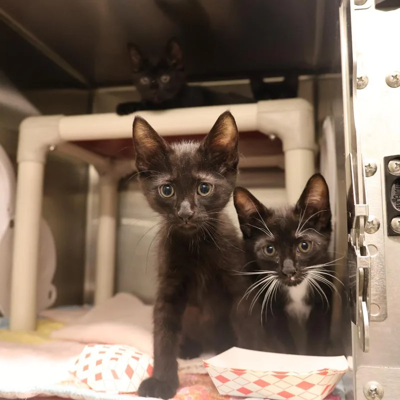 A baby small-sized male Black Domestic Short Hair cat named Shaggy for adoption in Briarcliff Manor, NY