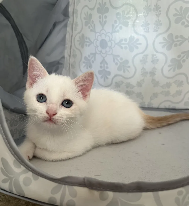 A baby medium-sized female White Domestic Short Hair cat named Vanilla for adoption in Greensboro, NC