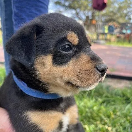 Hot Fudge thumbnail 2