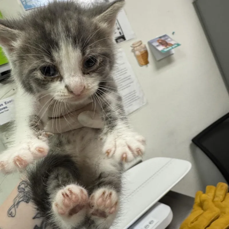 A baby small-sized female Gray / Blue / Silver Domestic Medium Hair cat named Galaxy for adoption in Charleston, WV