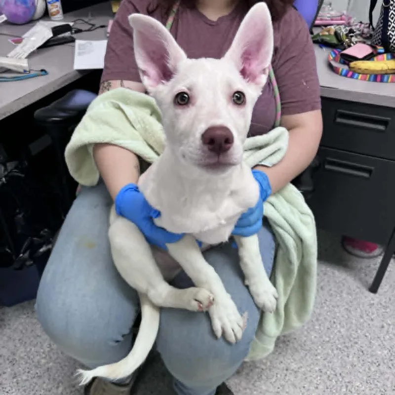 A baby large-sized male White / Cream Mixed Breed dog named Chester for adoption in Hailey, ID