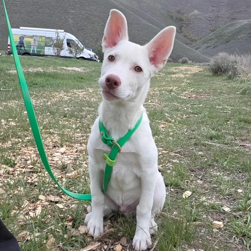 Chester thumbnail 3