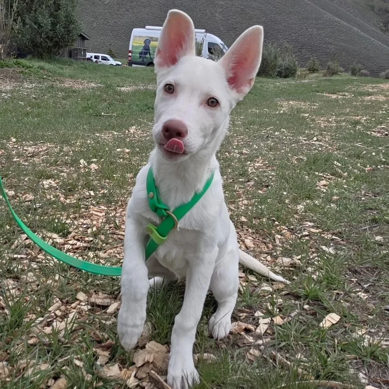 Chester thumbnail 4