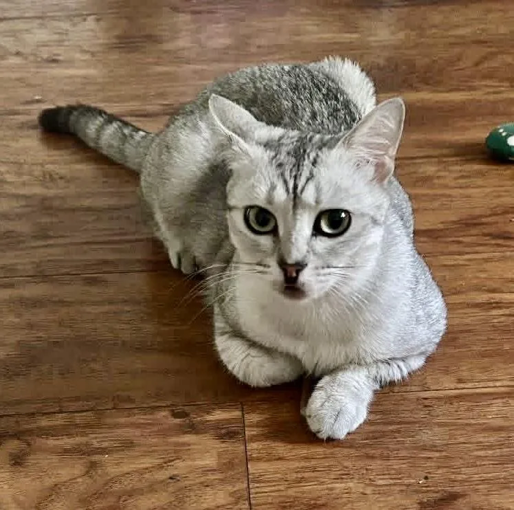 An adult medium-sized female Gray & White Egyptian Mau cat named Samira for adoption in New Port Richey, FL