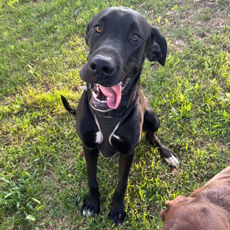Ruger  Gentle  thumbnail 4