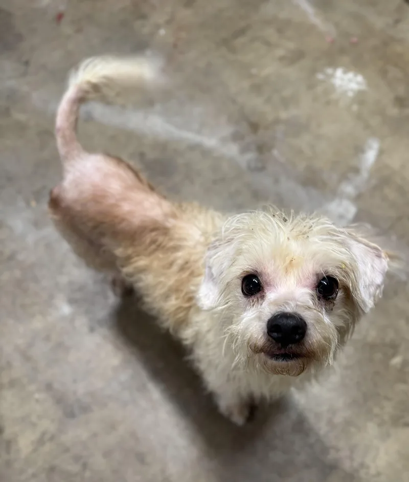 A young small-sized male Apricot / Beige Shih Tzu dog named Pasquale for adoption in Columbia, CA
