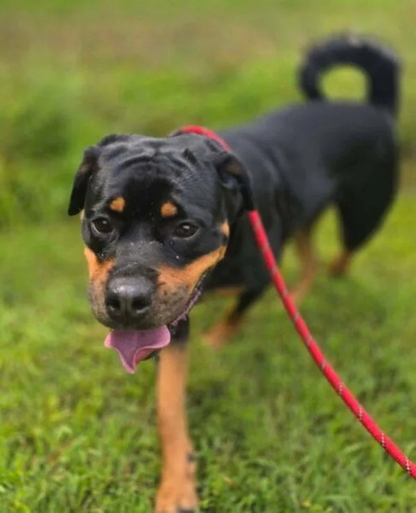 An adult large-sized female Rottweiler dog named Sadie for adoption in Salisbury, MD