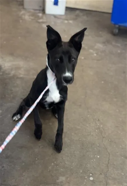 A young medium-sized female Mixed Breed dog named Lola for adoption in Dallas, TX