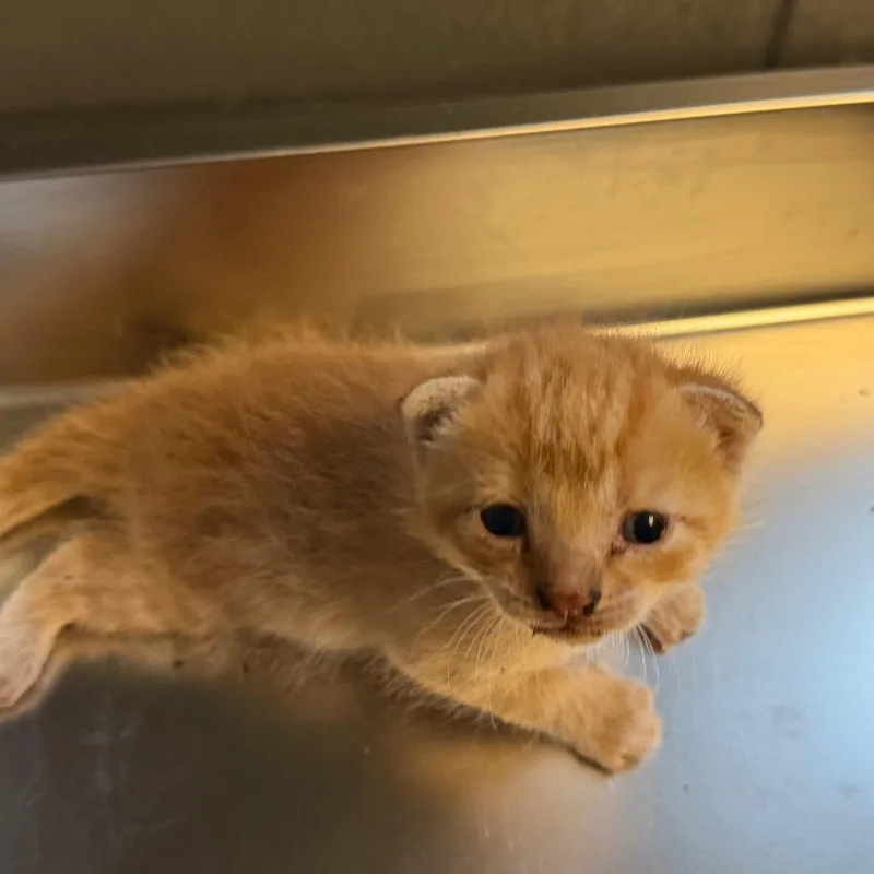 A baby small-sized male Orange / Red Domestic Short Hair cat named Sunny for adoption in Tuscaloosa, AL