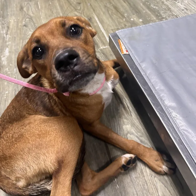 A young medium-sized female Yellow / Tan / Blond / Fawn Mixed Breed dog named Tori for adoption in Summerville, SC