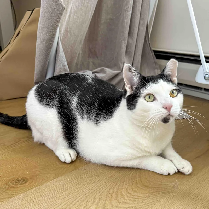 A young medium-sized male Black & White / Tuxedo Domestic Short Hair cat named Clooney for adoption in Stamford, CT