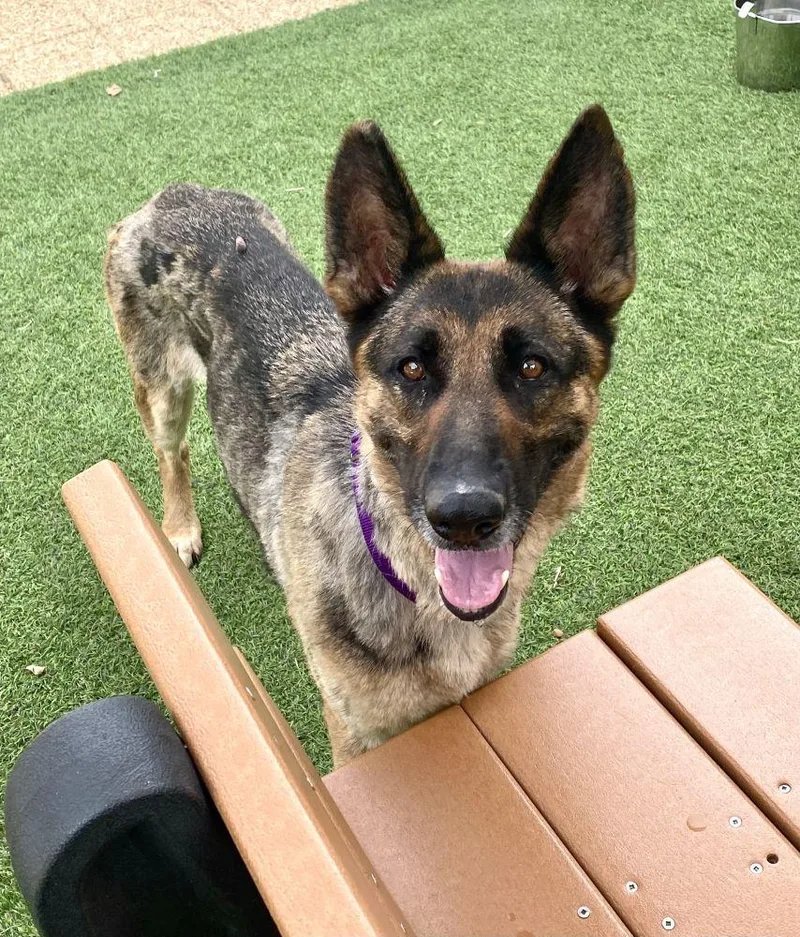 An adult large-sized female Brown / Chocolate Mixed Breed dog named Zoey for adoption in Alexandria, VA