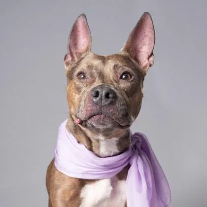 An adult medium-sized female Pit Bull Terrier dog named Chanel for adoption in Atlanta, GA