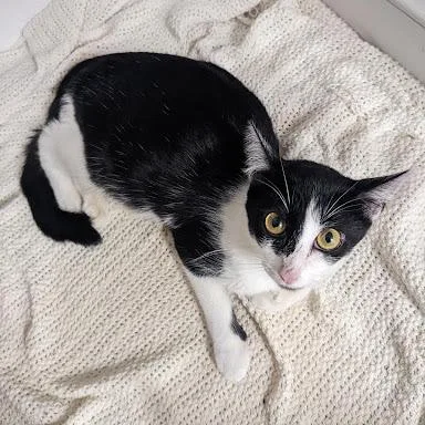 Mother Teresa thumbnail 2