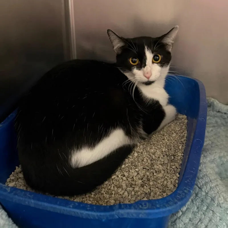 Mother Teresa thumbnail 3