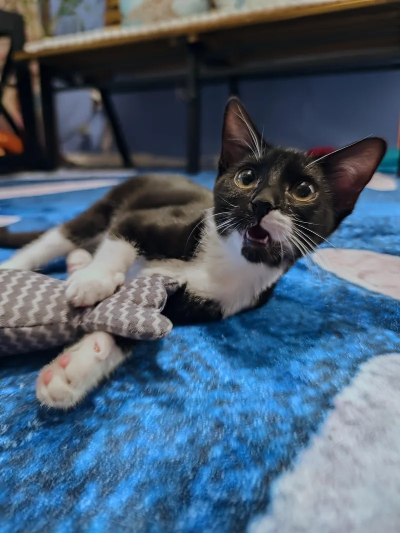 A baby medium-sized female Black & White / Tuxedo Domestic Short Hair cat named Lucy for adoption in Beaverton, OR