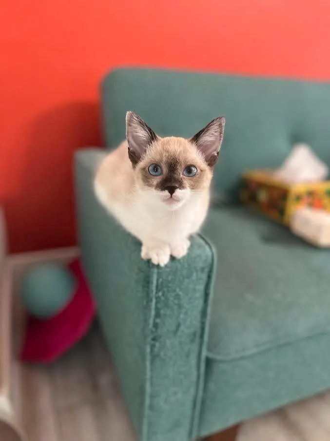 A baby small-sized female Siamese cat named Molly for adoption in New Braunfels, TX