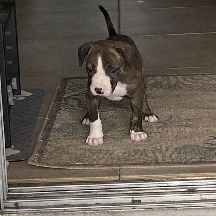 A baby medium-sized female Brindle Mixed Breed dog named Lucky for adoption in Seminole, FL