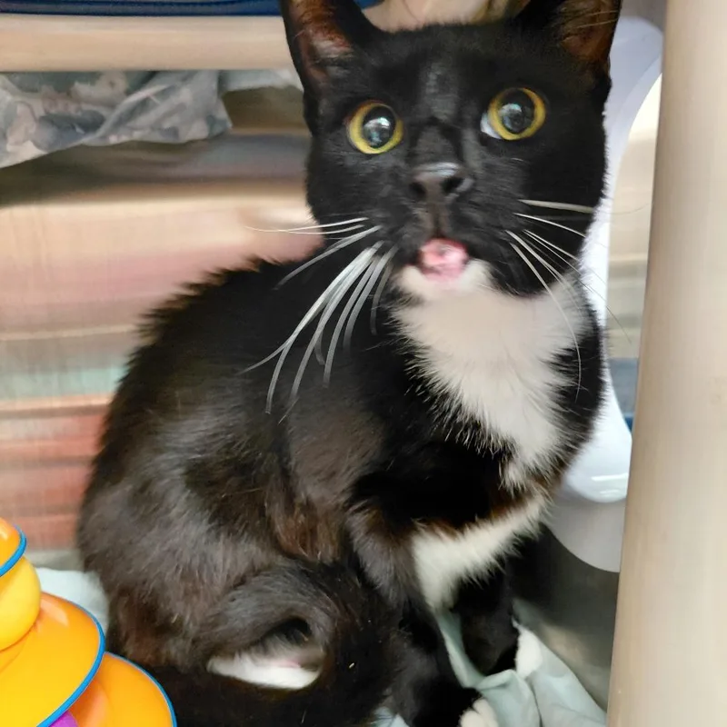 An adult small-sized female Black Domestic Short Hair cat named Zoe for adoption in Philadelphia, PA