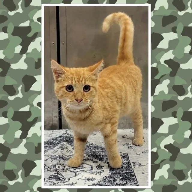 A baby small-sized male Tabby (Orange / Red) Domestic Short Hair cat named Patch for adoption in Buckhannon, WV