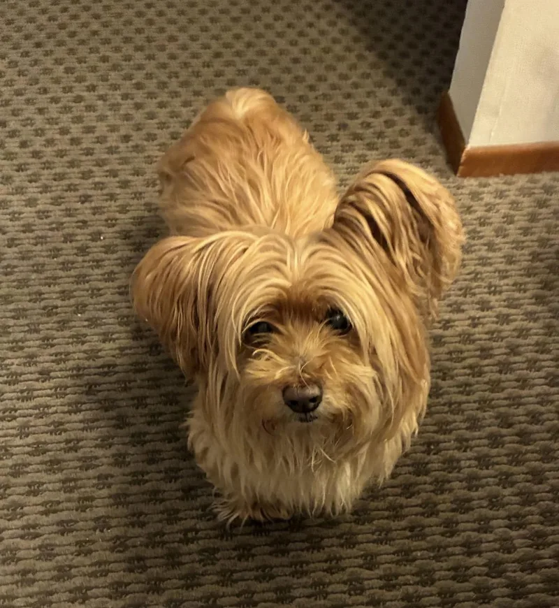 Buddy