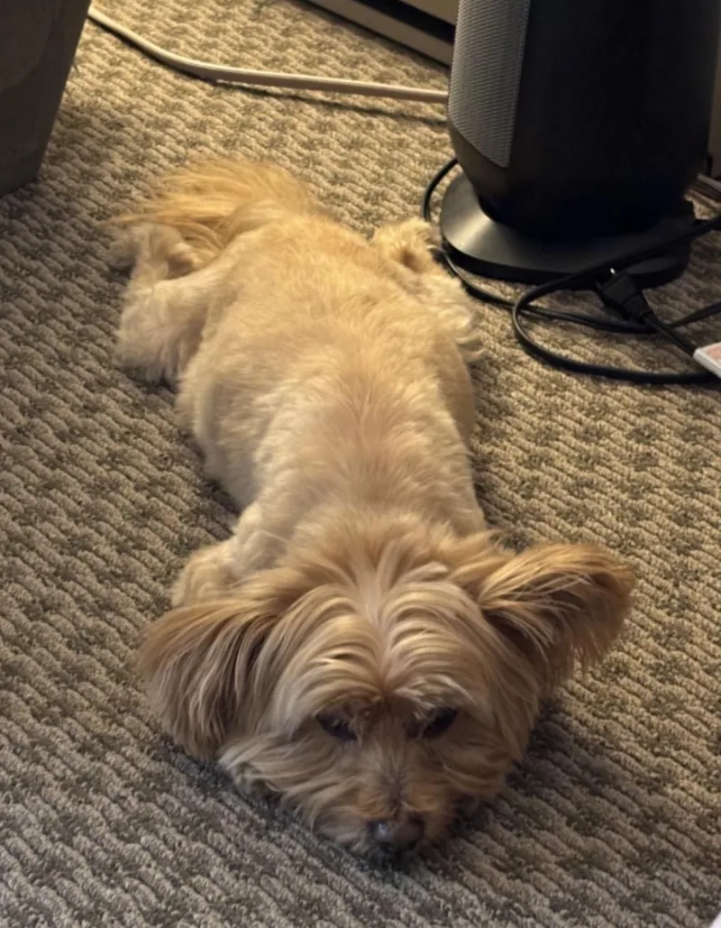 Buddy thumbnail 2