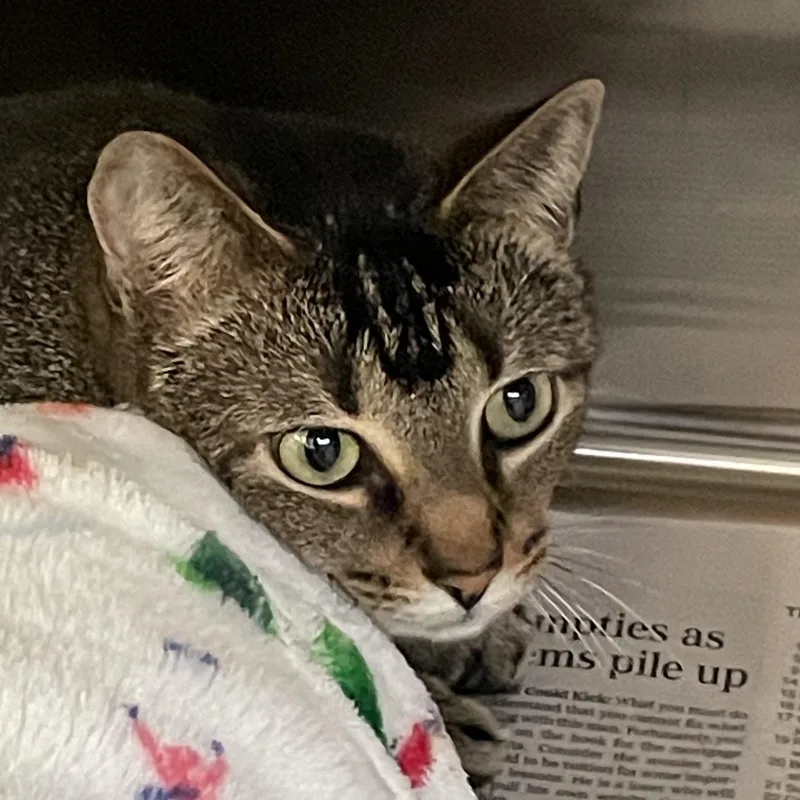 An adult medium-sized female Buff / Tan / Fawn Tabby cat named Cleo for adoption in North Kingstown, RI