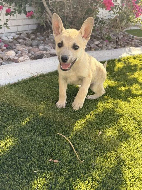 A baby small-sized male Apricot / Beige Australian Cattle Dog / Blue Heeler dog named Skipper for adoption in Henderson, NV