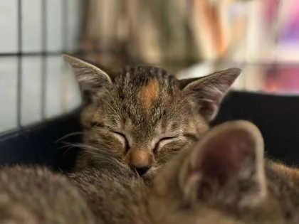 A baby small-sized female Domestic Short Hair cat named Shortbread for adoption in Munster, IN