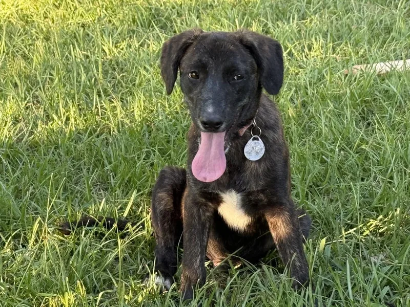A baby medium-sized male Mixed Breed dog named Jack for adoption in Florence, SC