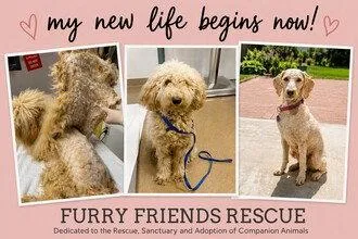A young small-sized female Standard Poodle dog named Bella for adoption in Fremont, CA