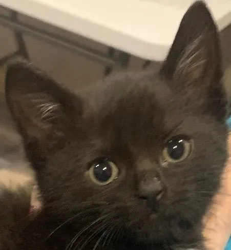 A baby medium-sized female Domestic Short Hair cat named Chia for adoption in Andover, CT