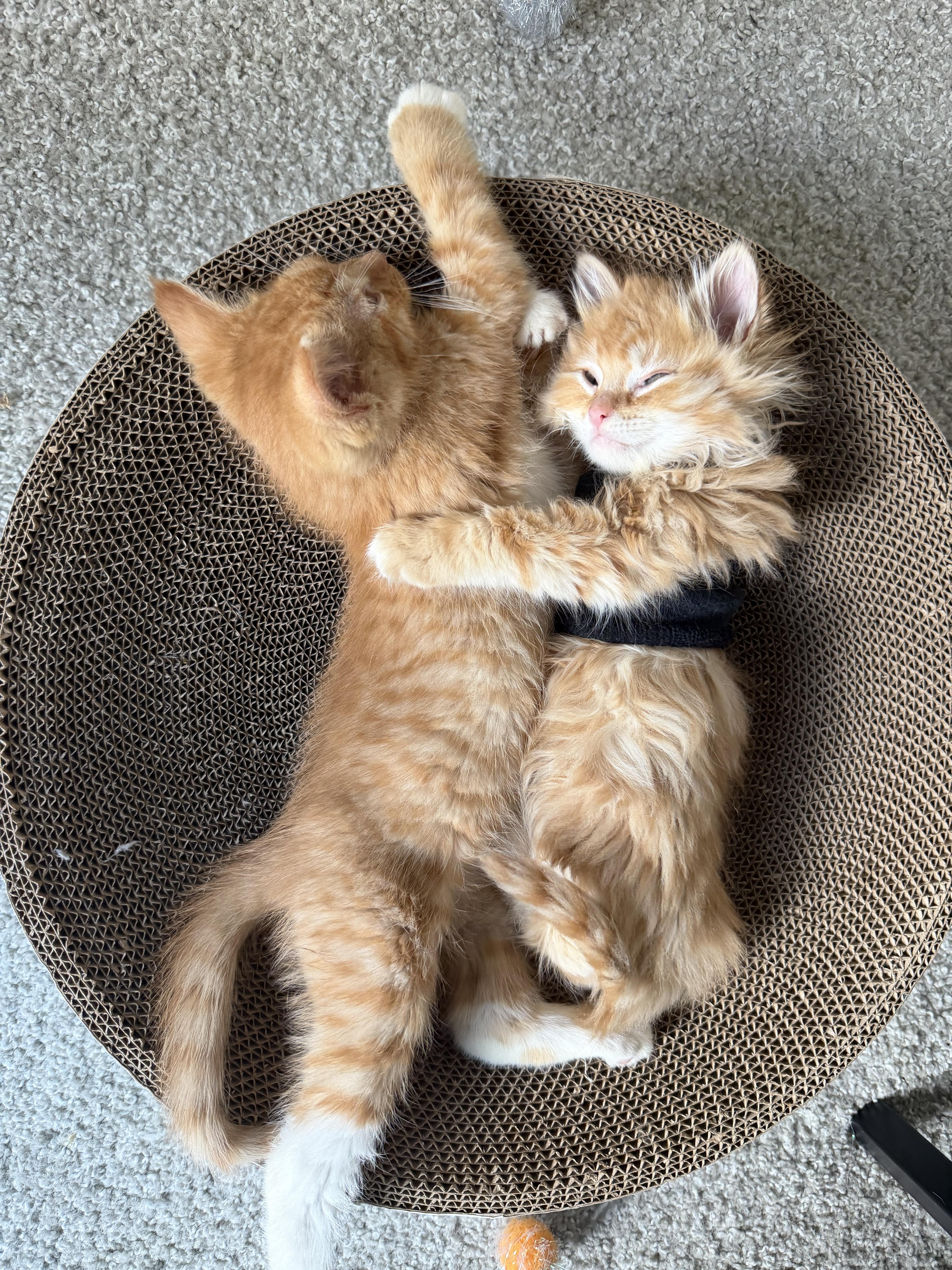 A baby medium-sized male Tabby (Orange / Red) Domestic Long Hair cat named Aloe for adoption in Midvale, UT