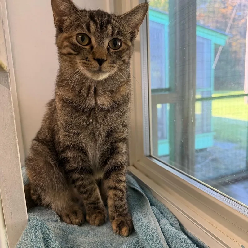 A baby medium-sized female Domestic Medium Hair cat named Marina for adoption in Pittsford, VT