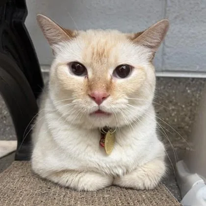An adult medium-sized male Cream Point Domestic Short Hair cat named Napoleon for adoption in Lansing, MI