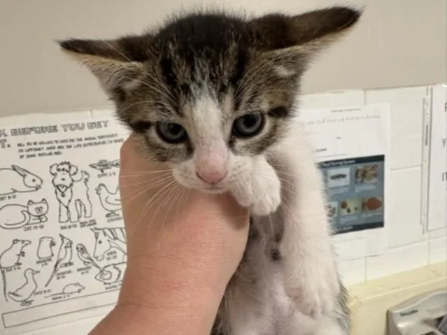 A baby medium-sized female Domestic Short Hair cat named Mini for adoption in Chatsworth, CA