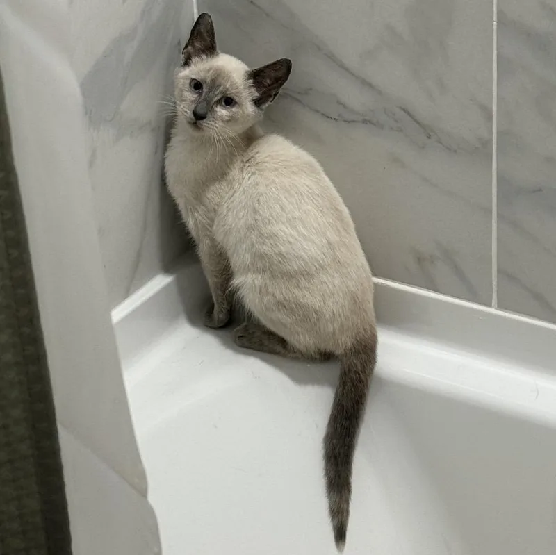 A baby medium-sized female Cream / Ivory Siamese cat named Sybil for adoption in Richmond, VA