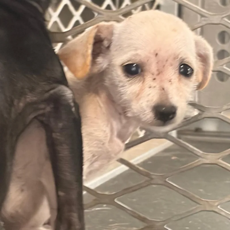A baby small-sized female Chihuahua dog named Oreo Crumbs for adoption in Edinburg, TX