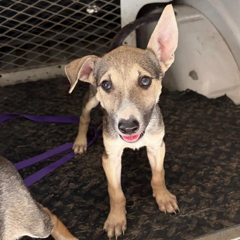 A baby small-sized male Pit Bull Terrier dog named Mozart for adoption in Edinburg, TX