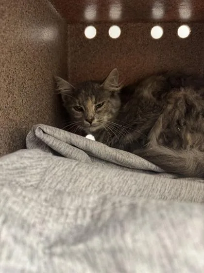 A young medium-sized female Domestic Short Hair cat named Pip for adoption in Sevierville, TN