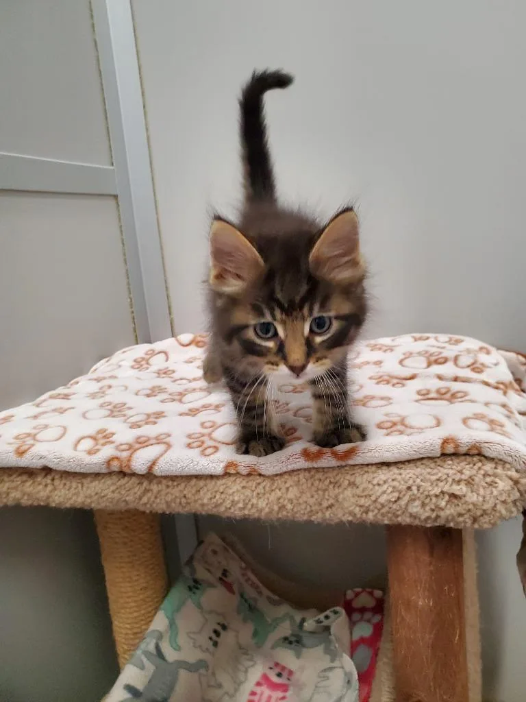 A baby small-sized male Domestic Short Hair cat named Astro for adoption in Rockford, IL