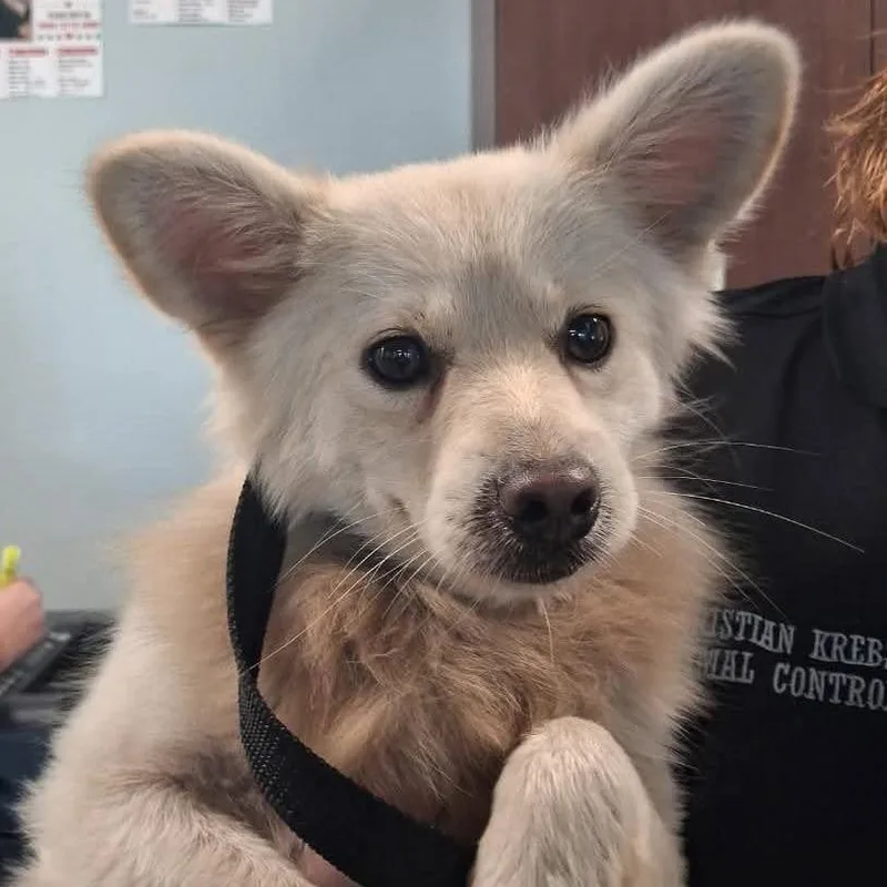 An adult small-sized male Pomeranian dog named Gollum for adoption in Grand Bay, AL