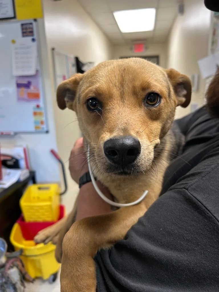 A young medium-sized male Mixed Breed dog named Prince for adoption in Mount Gilead, NC