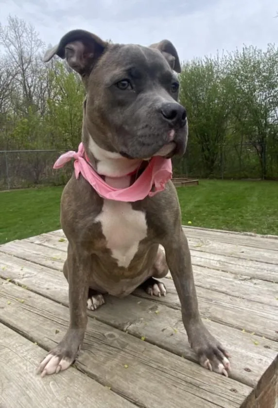 A young medium-sized female Pit Bull Terrier dog named Gidget for adoption in Clinton Township, MI