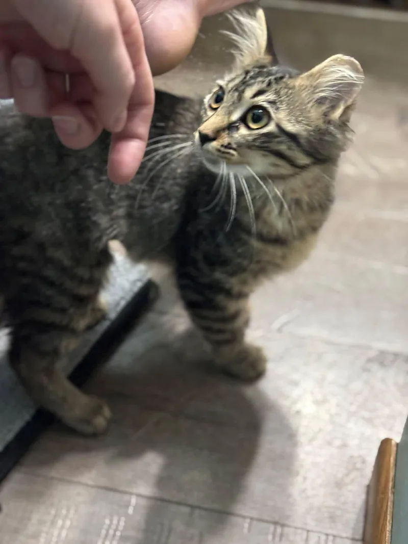 A baby medium-sized female Tabby (Brown / Chocolate) Domestic Short Hair cat named Elizabeth Taylor for adoption in Overland Park, KS